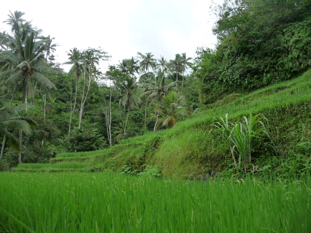 Reisfelder auf Bali